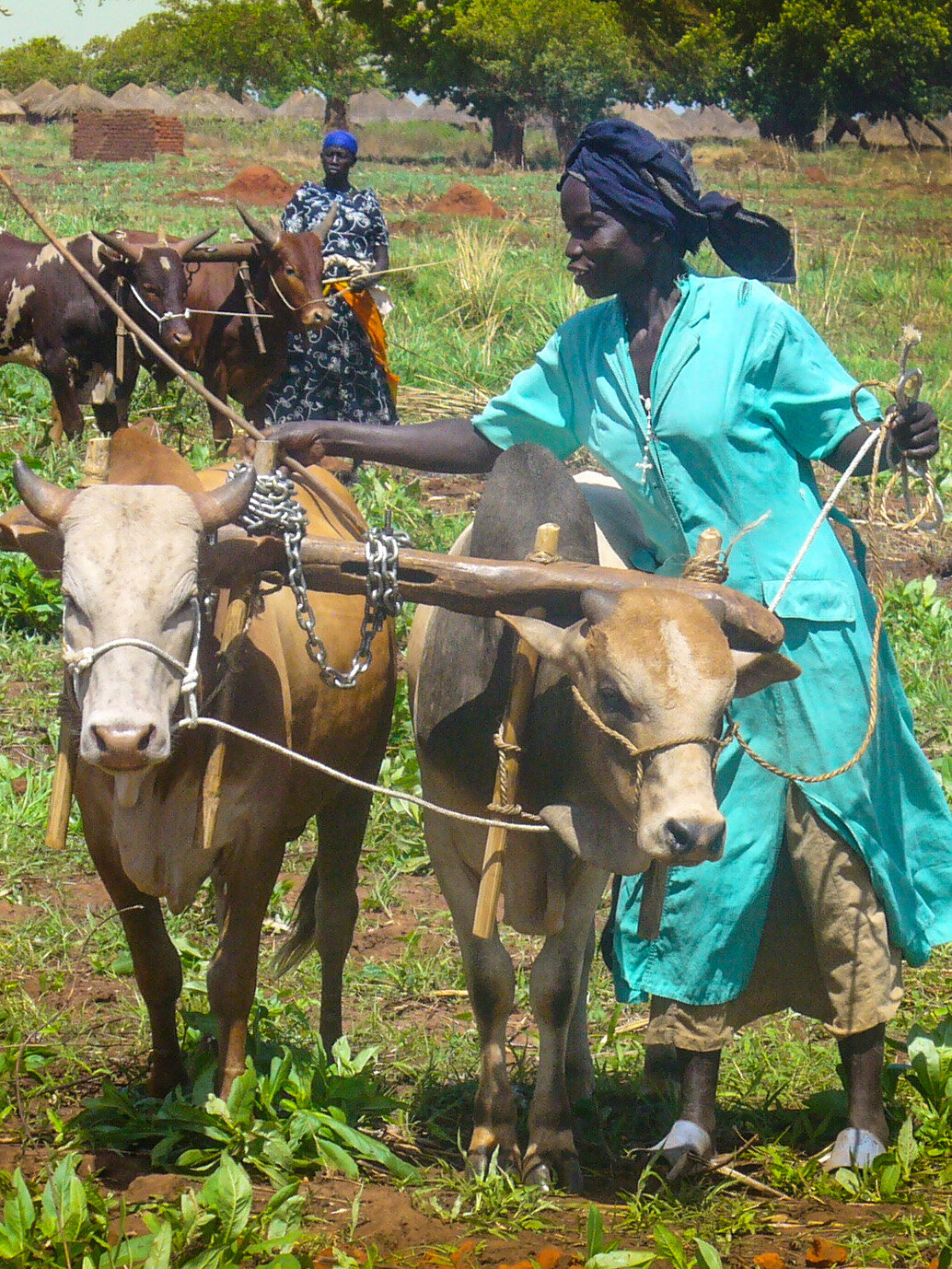 International Oxen-164.jpg