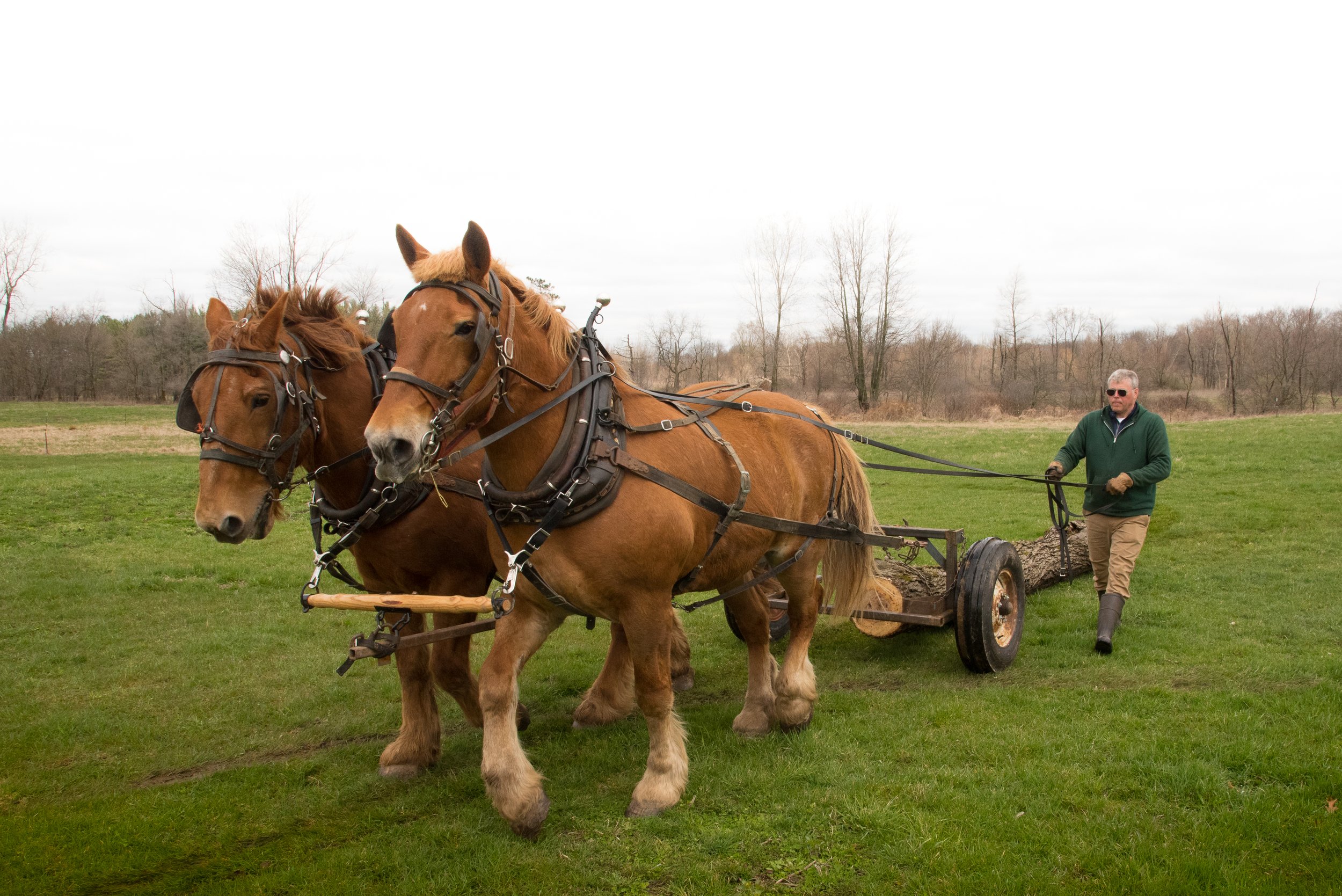 Rick-horses-logging-8715.jpg