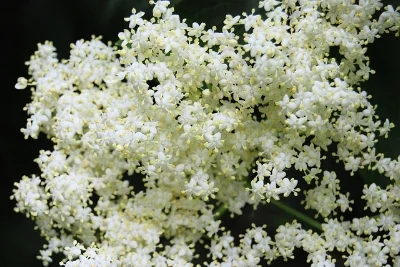 elderberry-350026_640.jpg