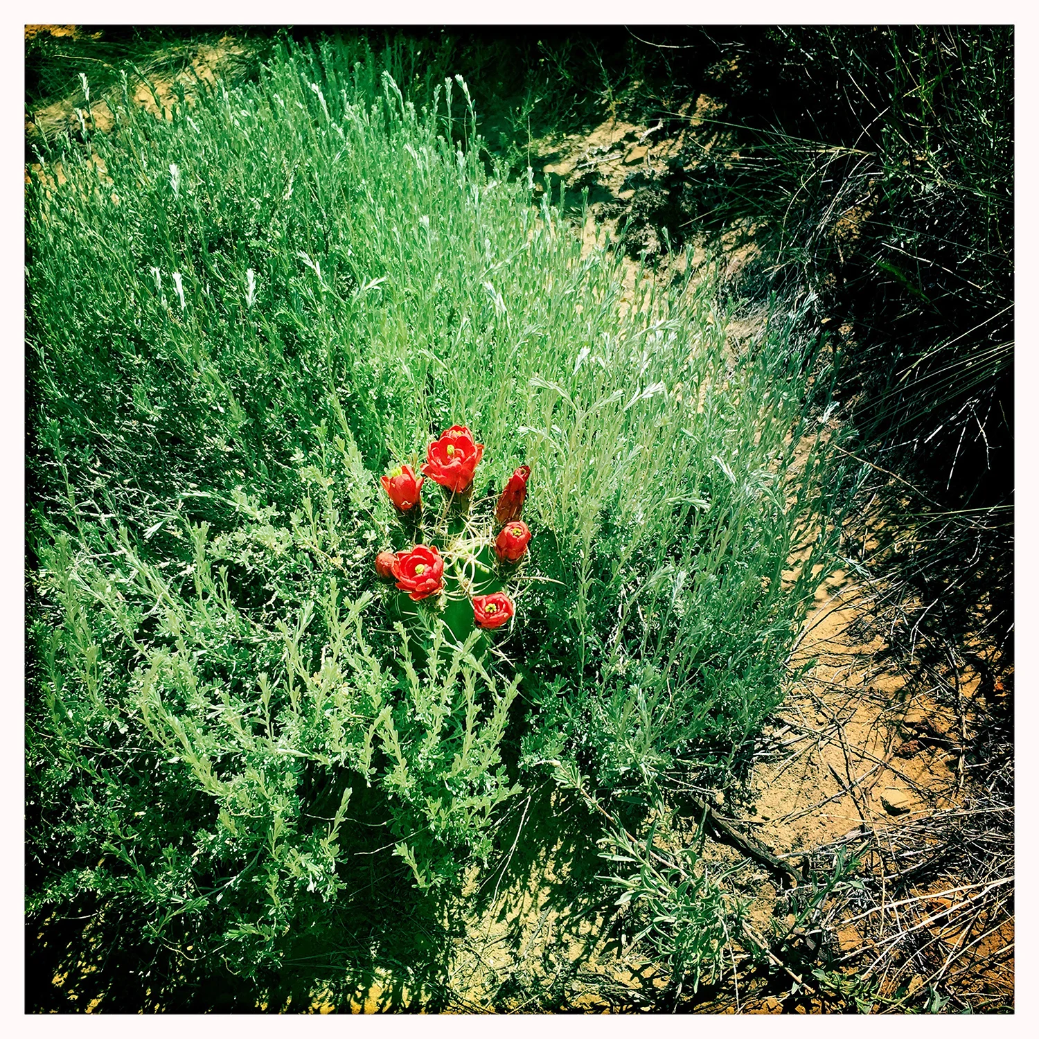 Chaco Canyon - iPhone 2015.06.01.11