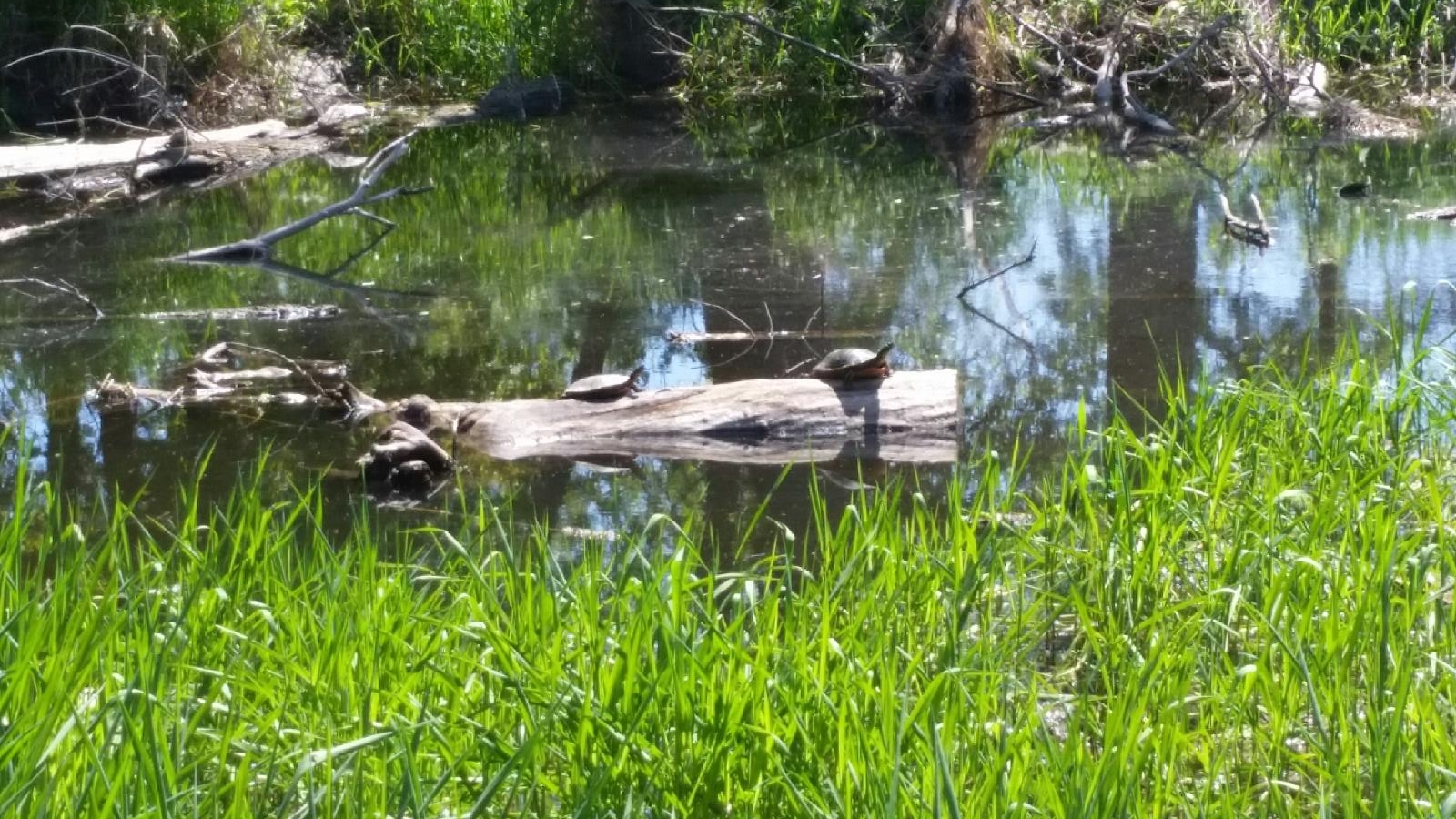 Turtle Creek