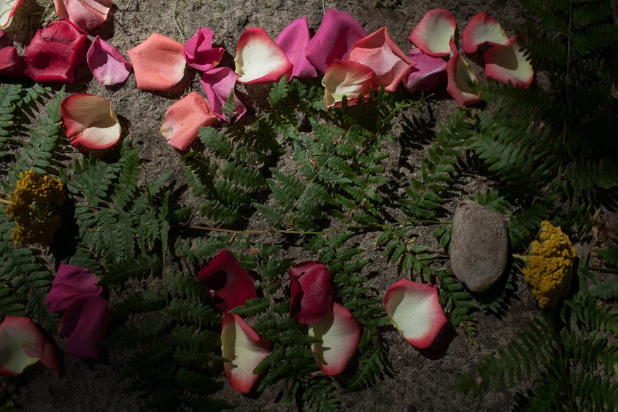 Flower Petals in Light