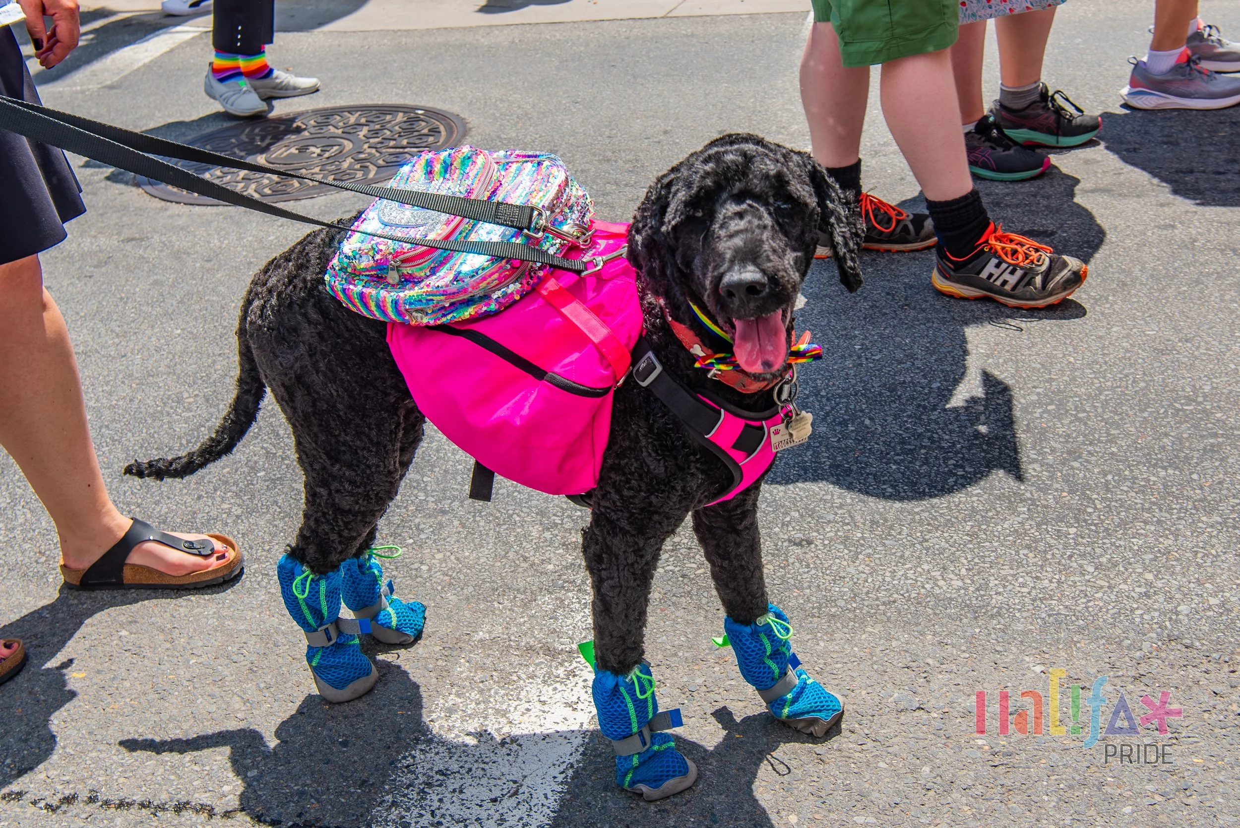2025 Pride Parade - Halifax Pride - © Photo Credit @stoometzphoto-64.jpg