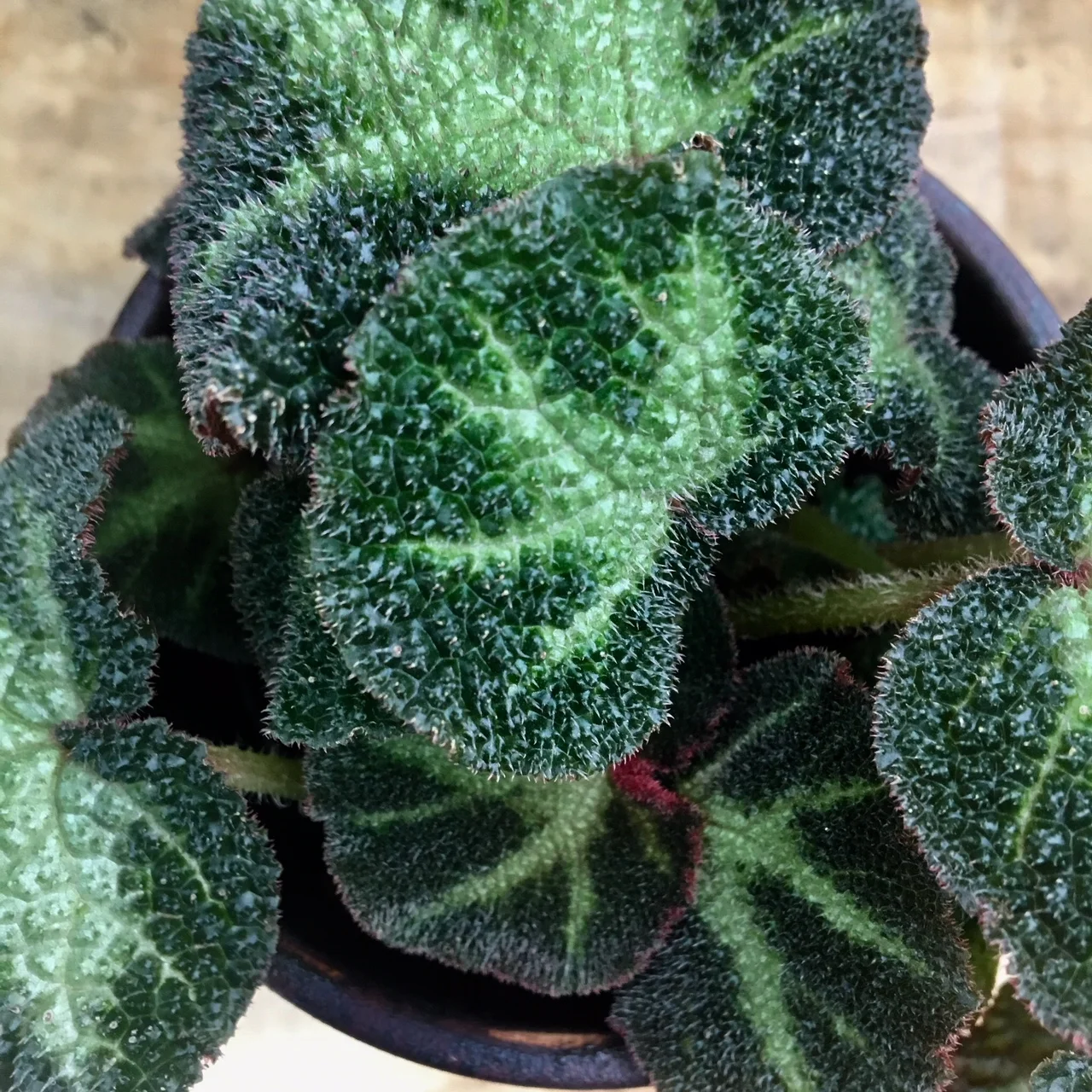 Begonia masoniana.jpeg