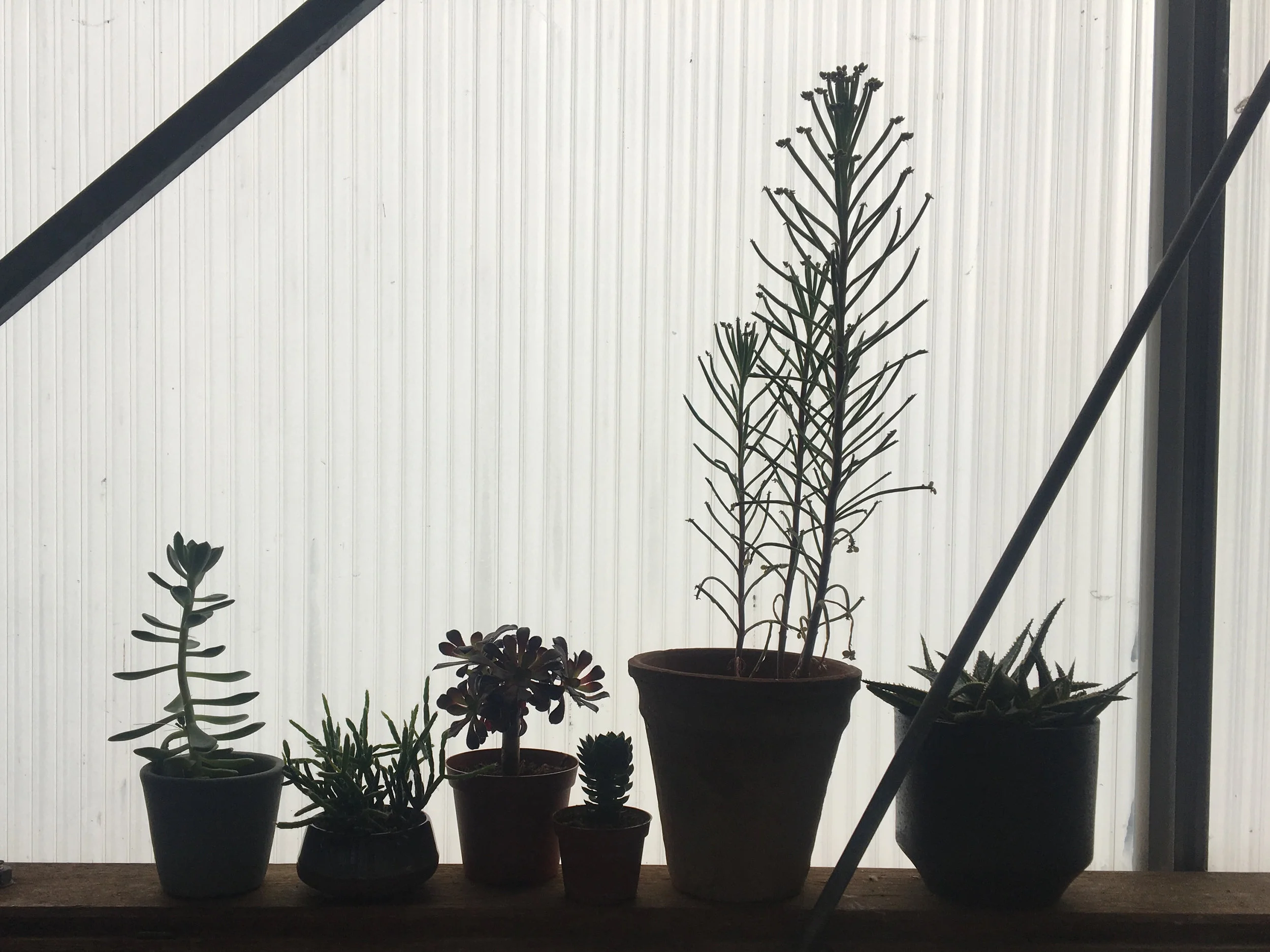 03 Vetplanten.jpg