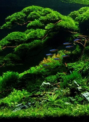 Nature staand.jpg