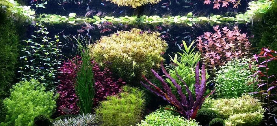 Een aquarium in ‘Dutch style’. Deze stijl maakt gebruik van groepen planten met een bepaalde kleur of bladstructuur die – wanneer juist gepositioneerd – een mooi contrast opleveren. De planten worden in ‘straatjes’ van laag (vooraan) naar hoog (achteraan) geplaatst.