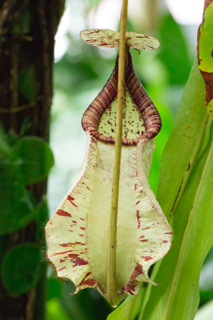 Nepenthes rafflesiana.jpeg