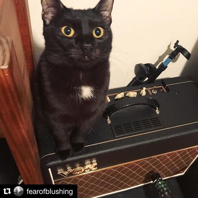 ↩️ @fearofblushing
2020. It&rsquo;s March again, let&rsquo;s fuckin go.
.
.
.
.
.
.
.
.
.#catsofinstagram #blackcat  #voxamps #shuremicrophones