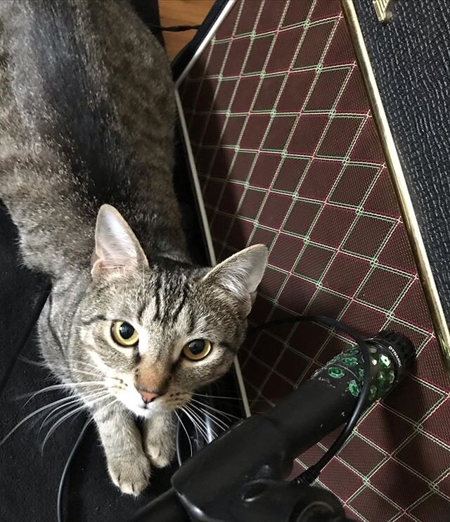 Guitar tech. Quarantine buddy. Stripey furball.
.
.
.
.
.
.
.
.
.
.#catsofinstagram #voxamps #sm57