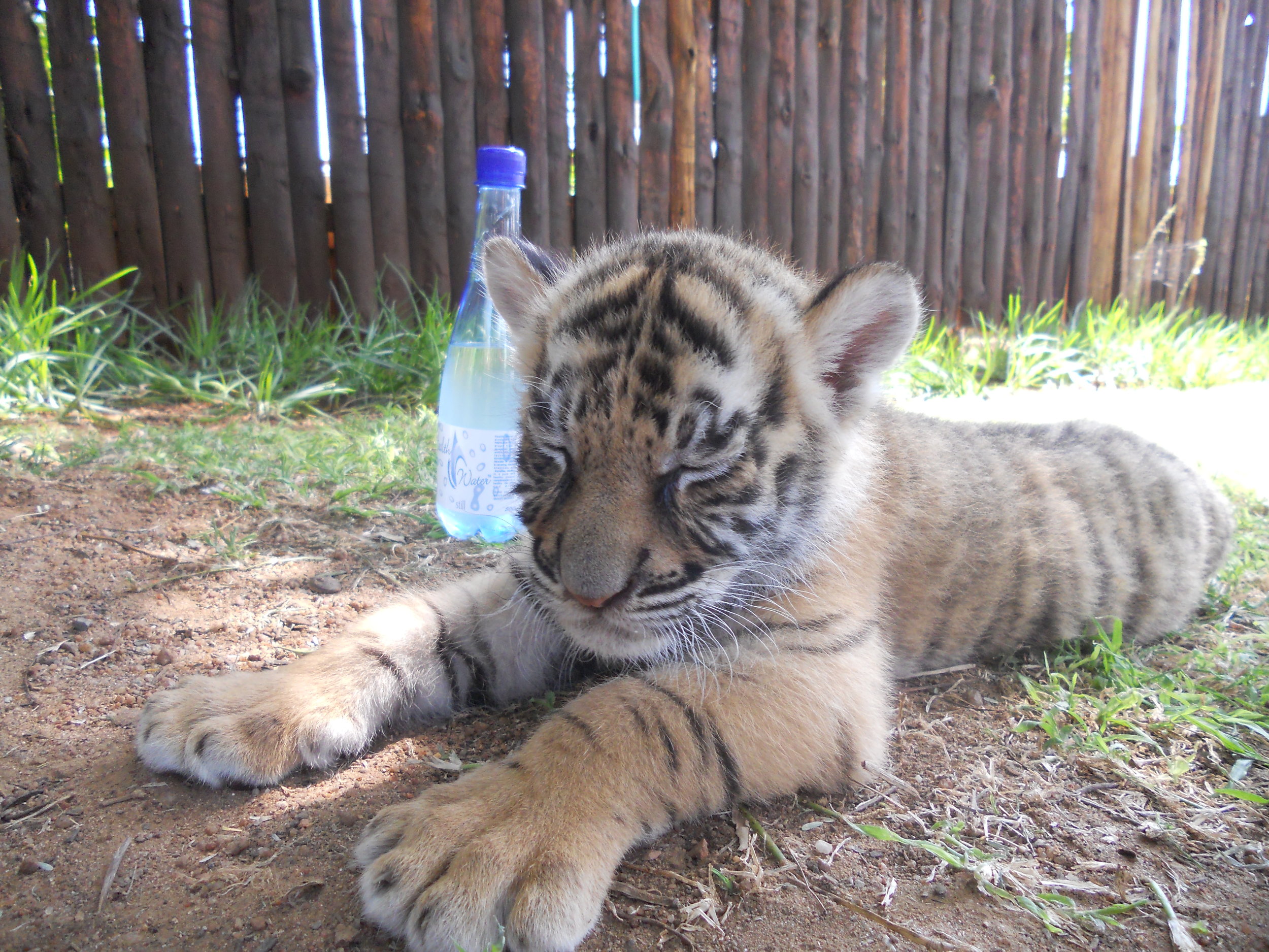 baby tiger