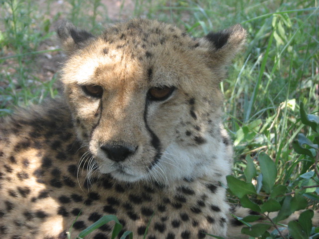 Cheetah