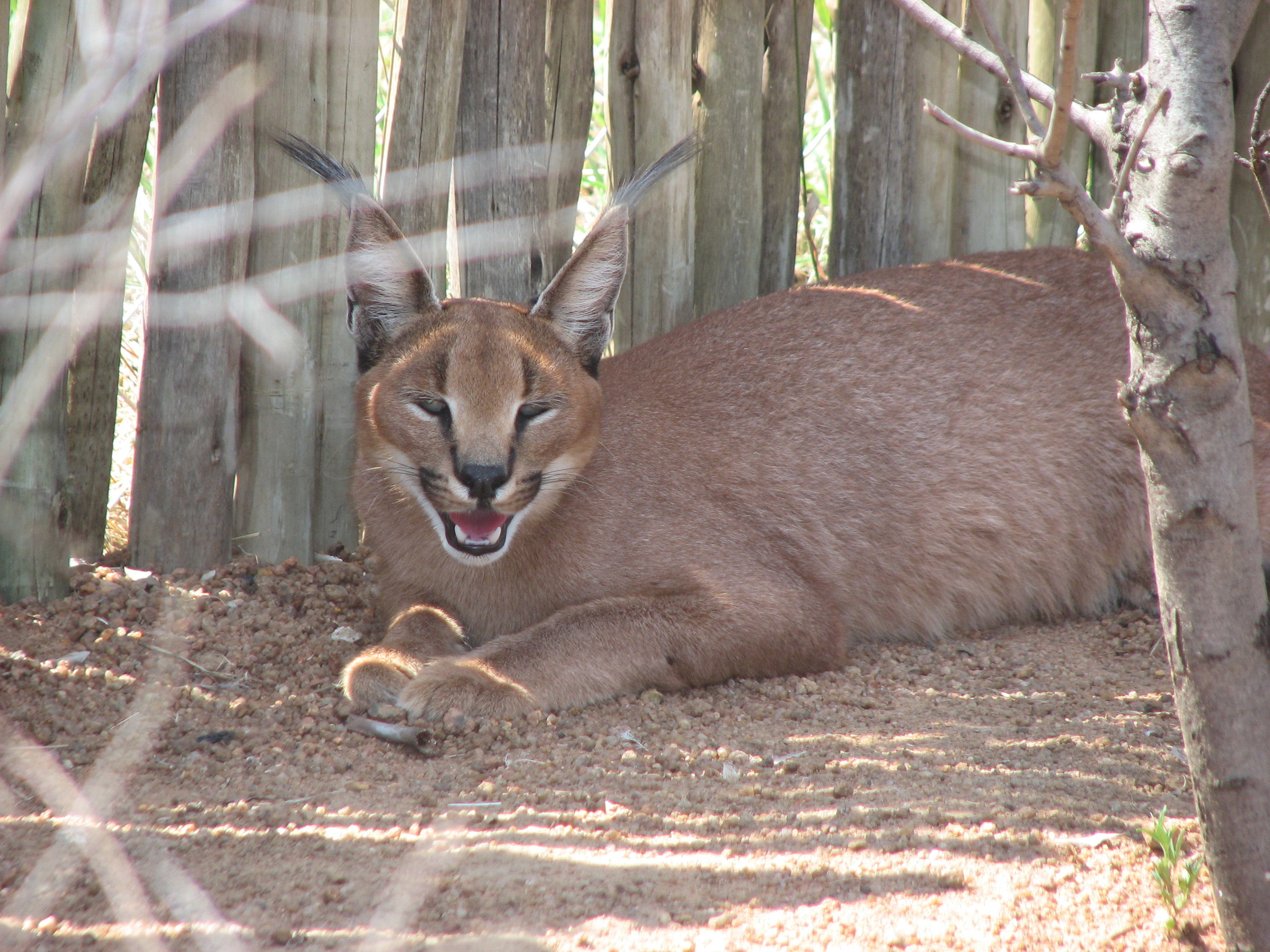 Caracal