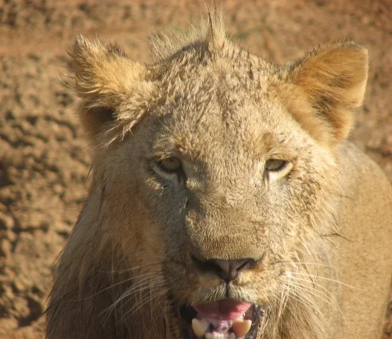 Ukutula – África do Sul