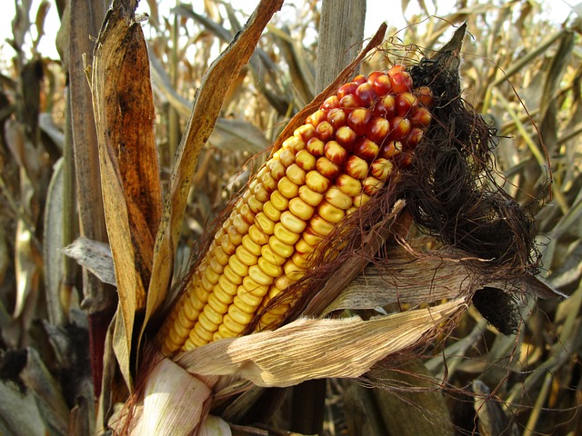 Corn growing