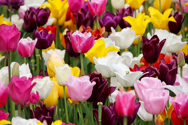 Tulips in bloom