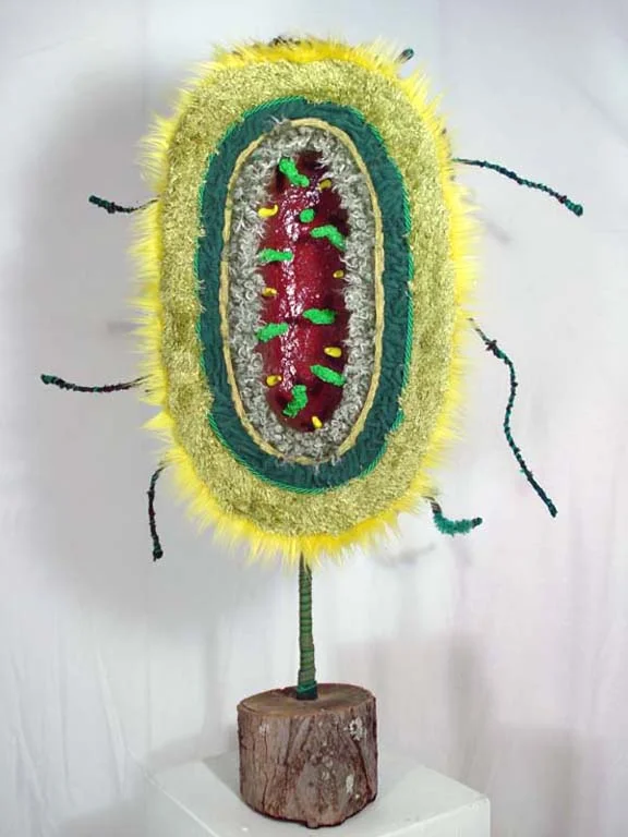 Paramecium