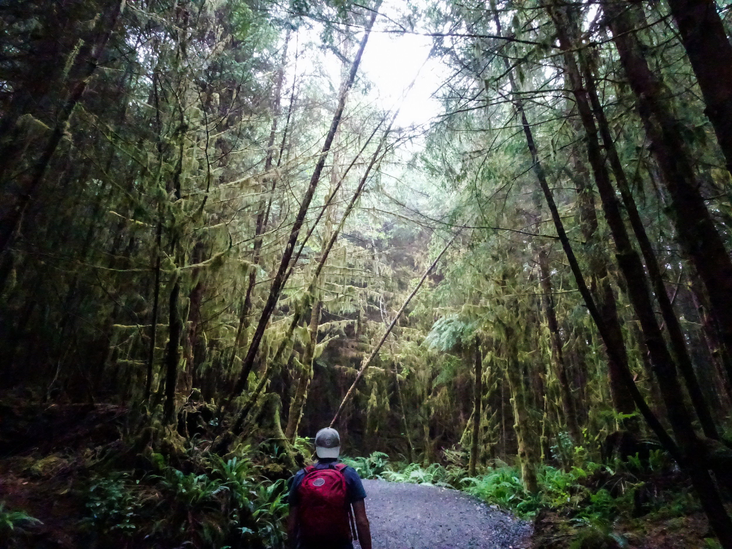 Juan De Fuca Trail Jungle