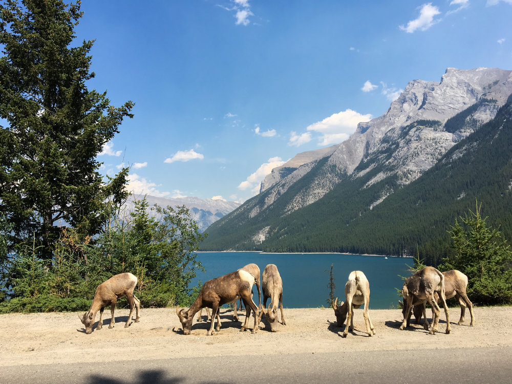 Lake Minnewanka wild goats