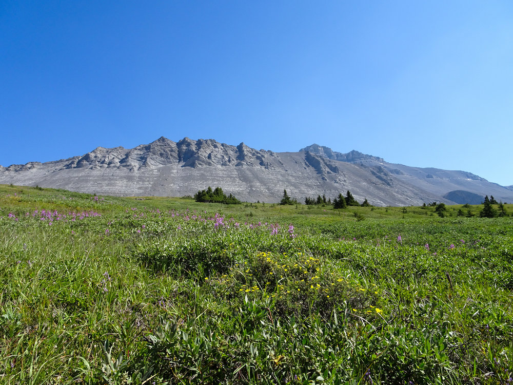 Wilcox Pass Alpine Meadow
