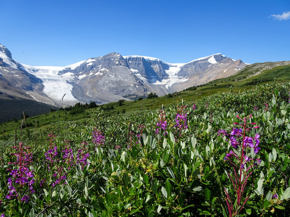 Wildflowers on Wilcox Pass