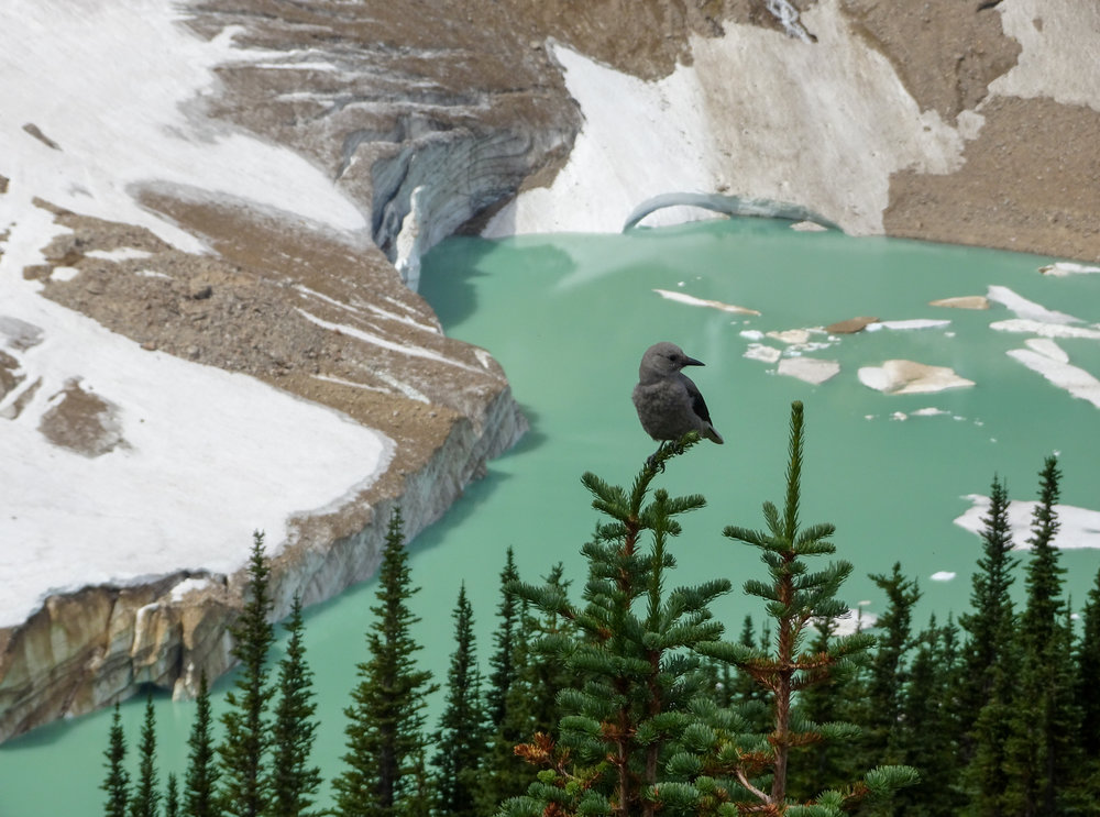 Bird Watching on the Edith Cavell Trail