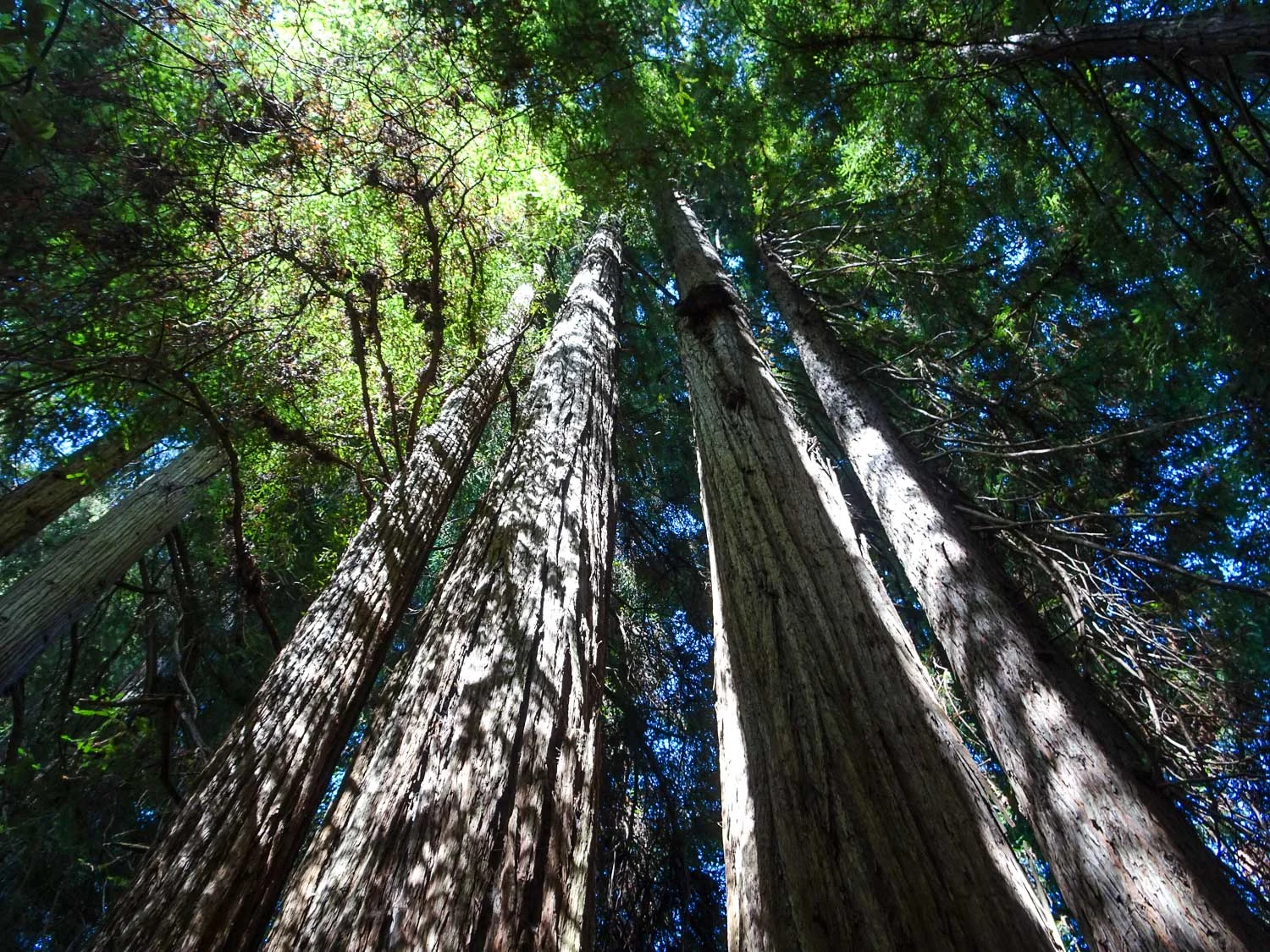JedidiahSmith_RedwoodsStatePark.jpg