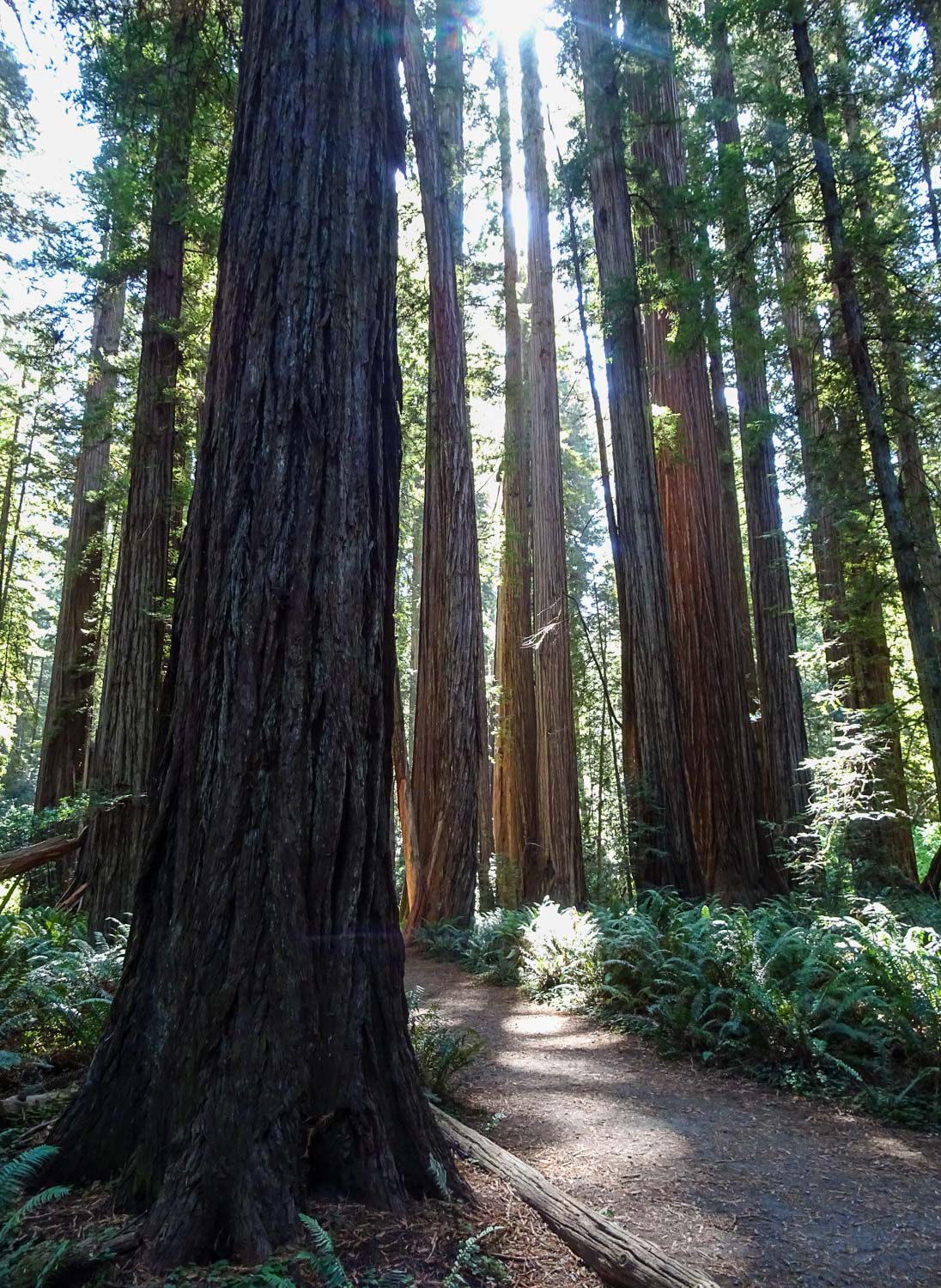 Redwoods State Park California