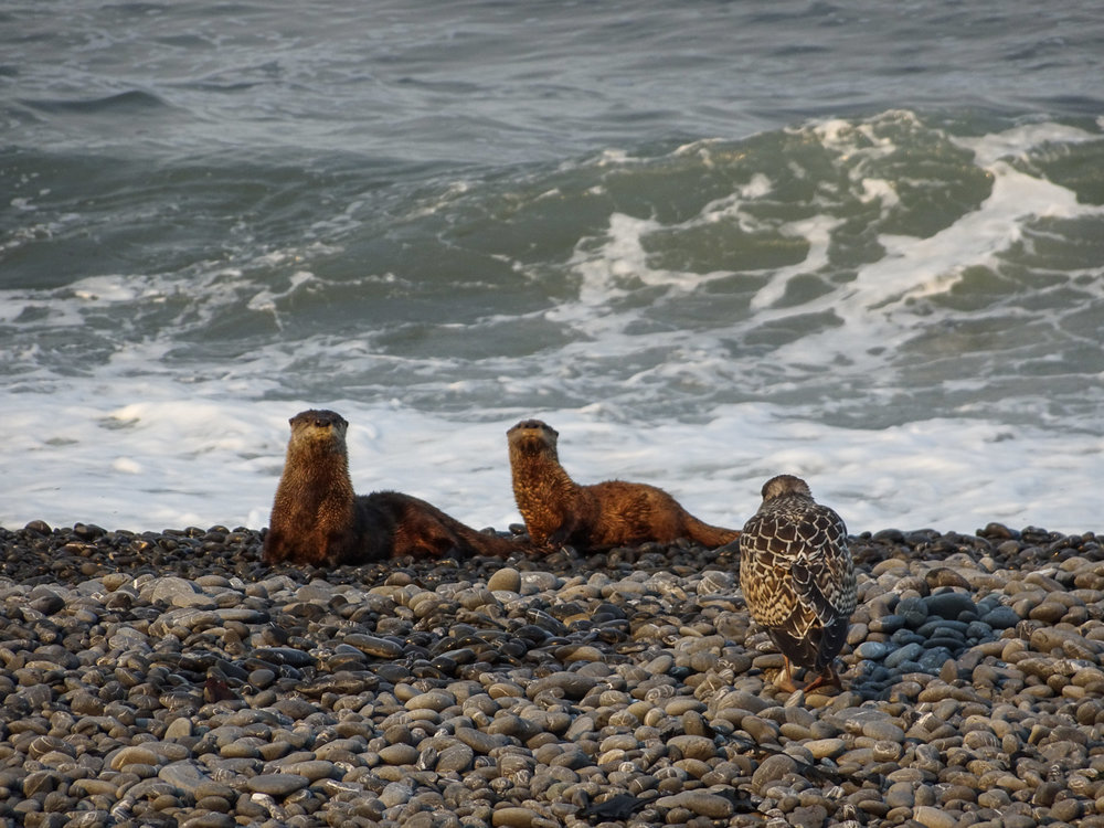 Sea Otters along the trail