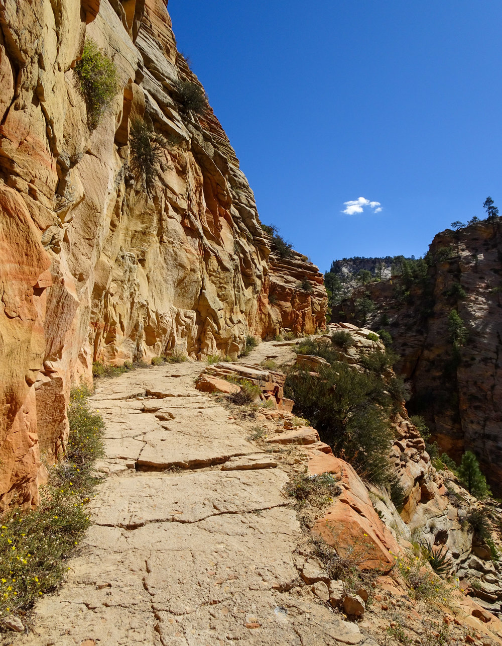 ZionNP (22 of 105).jpg