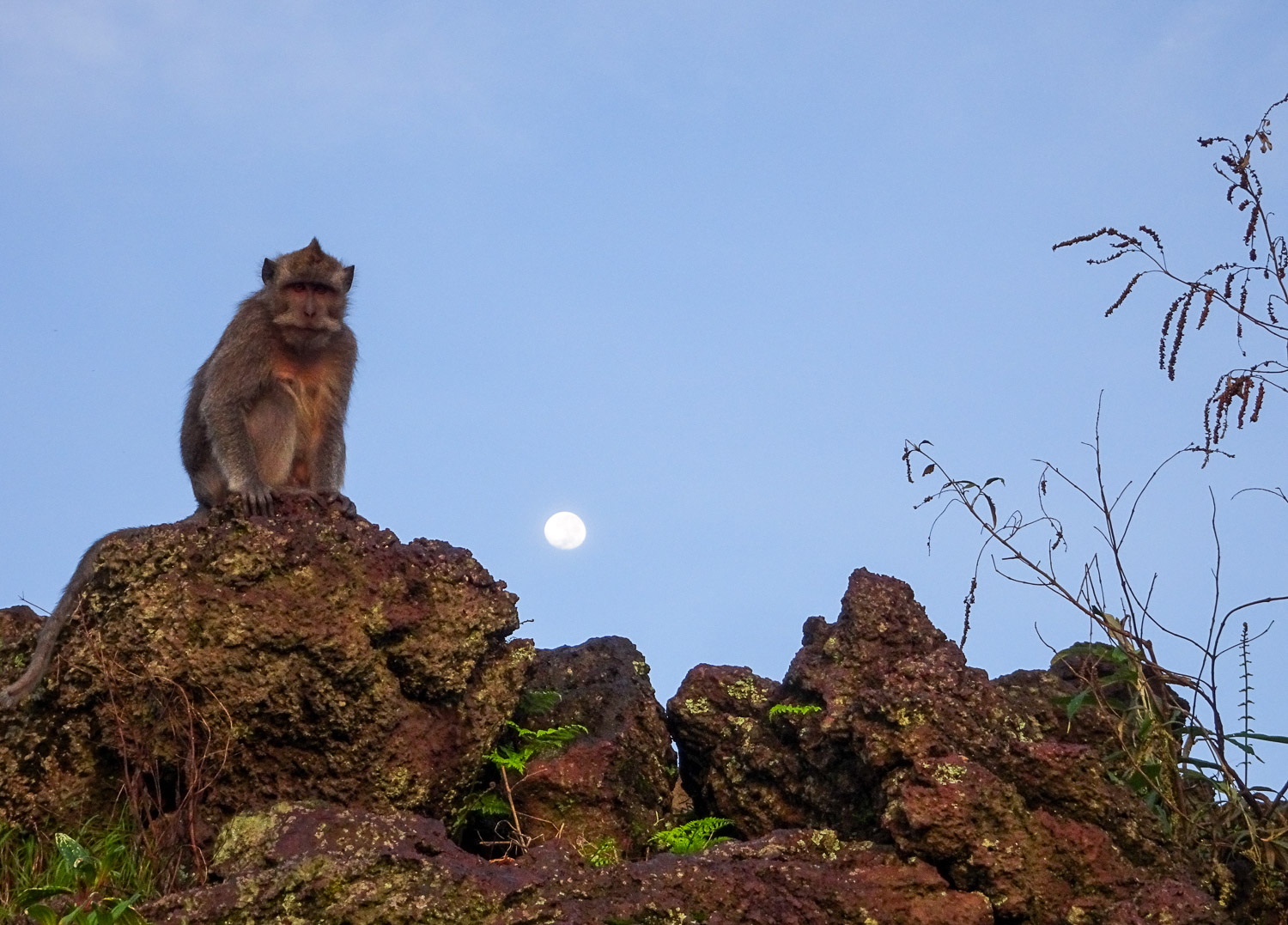 Monkey6.jpg