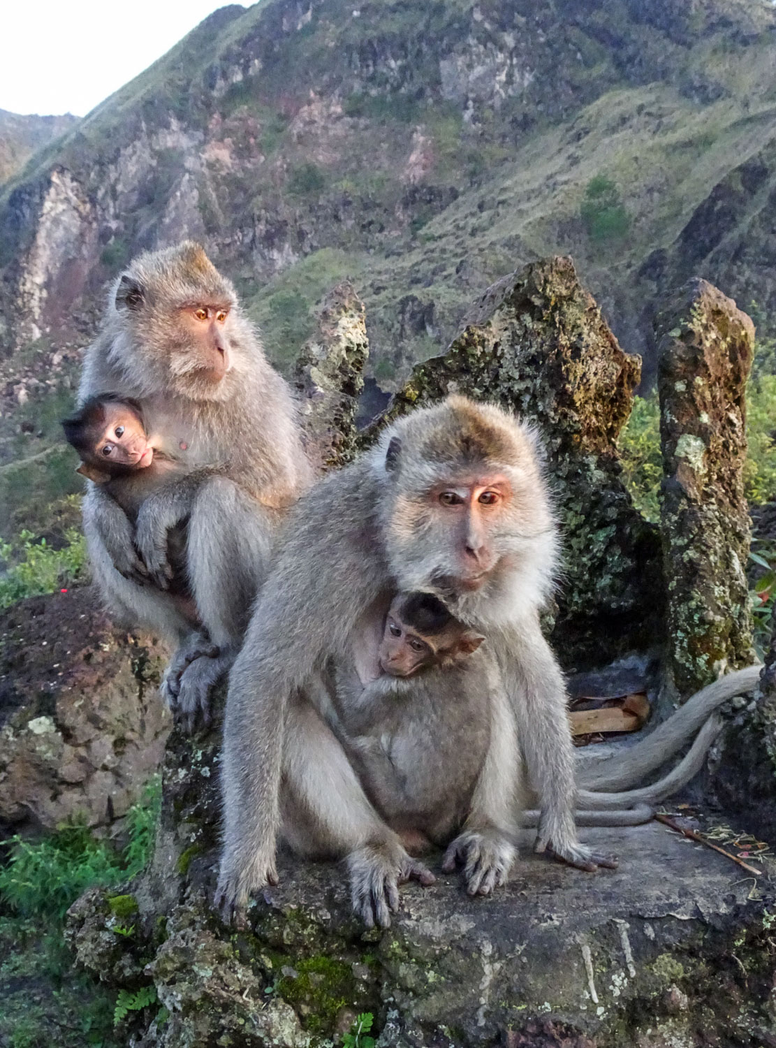 Monkey4.jpg