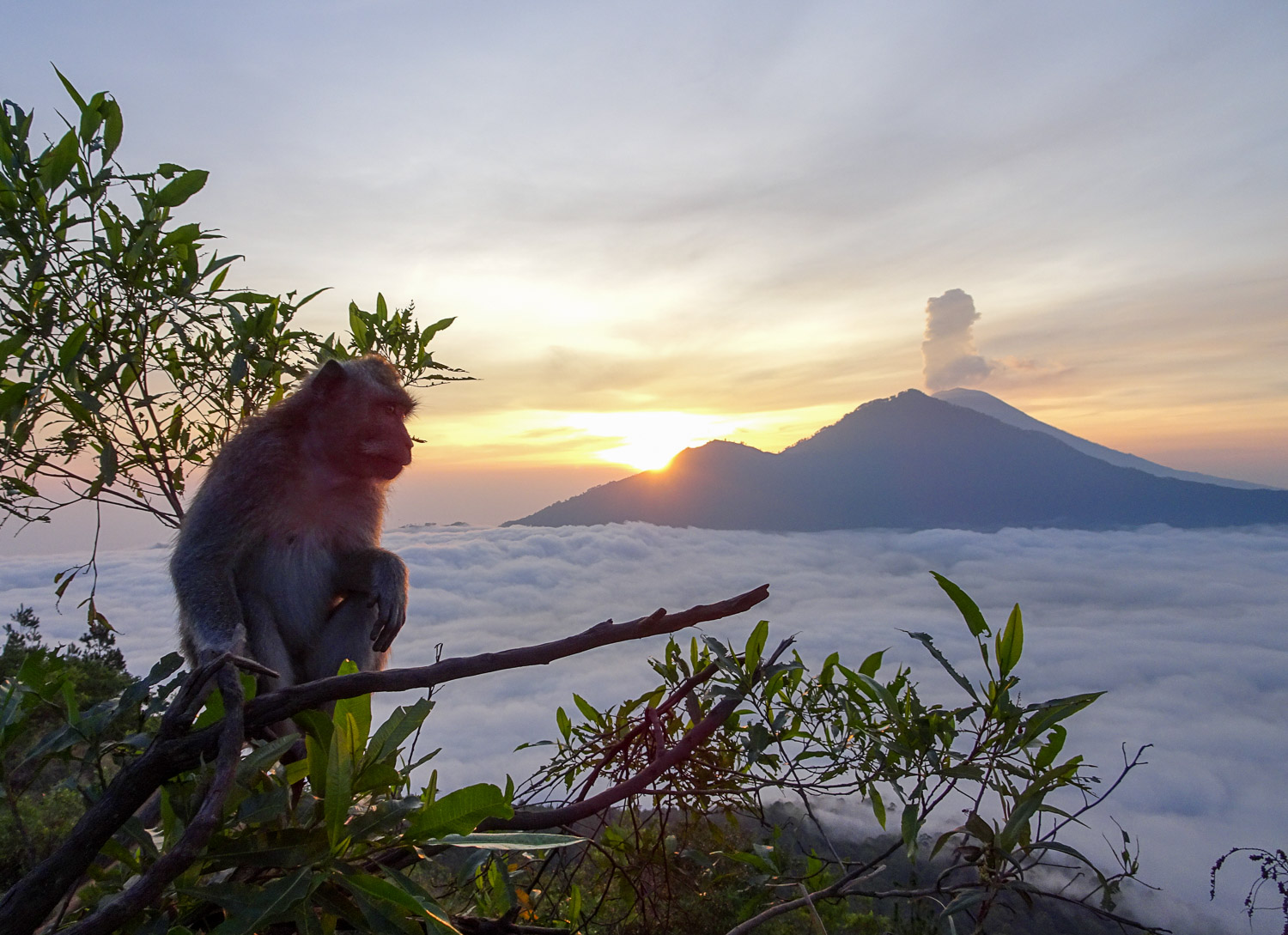 Monkey2.jpg