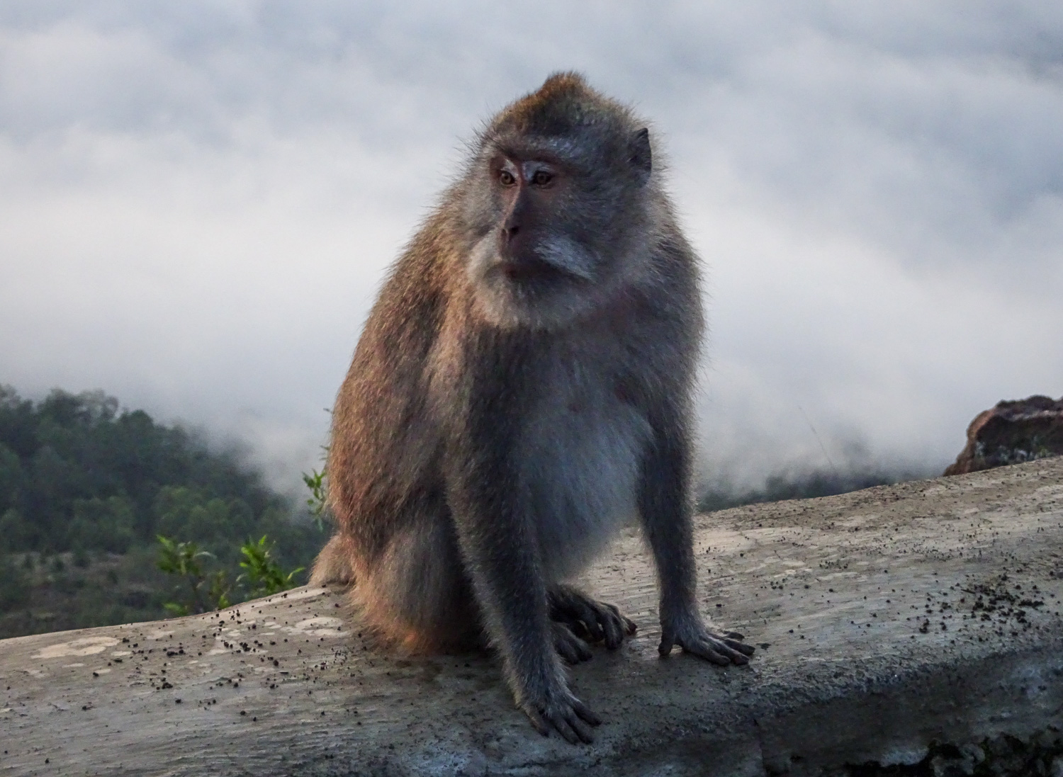 Monkey1.jpg