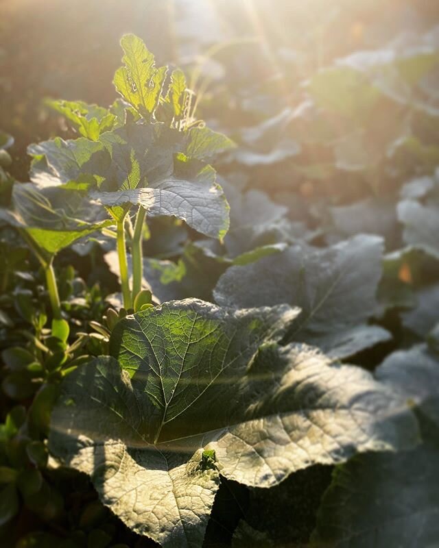 Oh how my pumpkin patch doth grow!