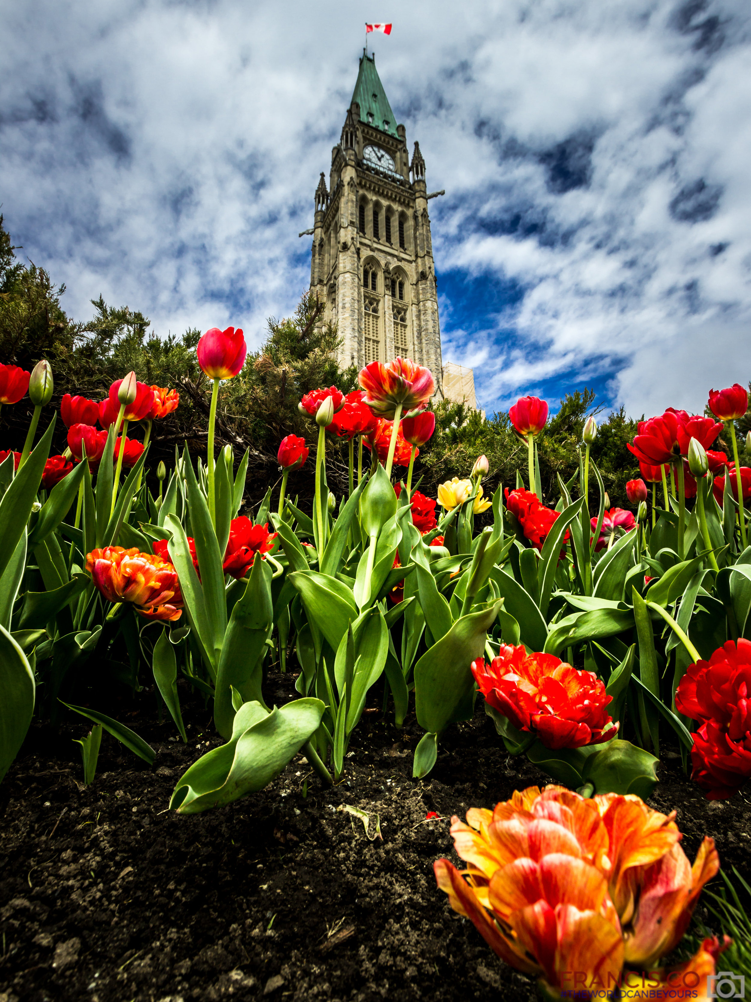 Festival des Tulipes • Ottawa, ON — FRANCIS.CO