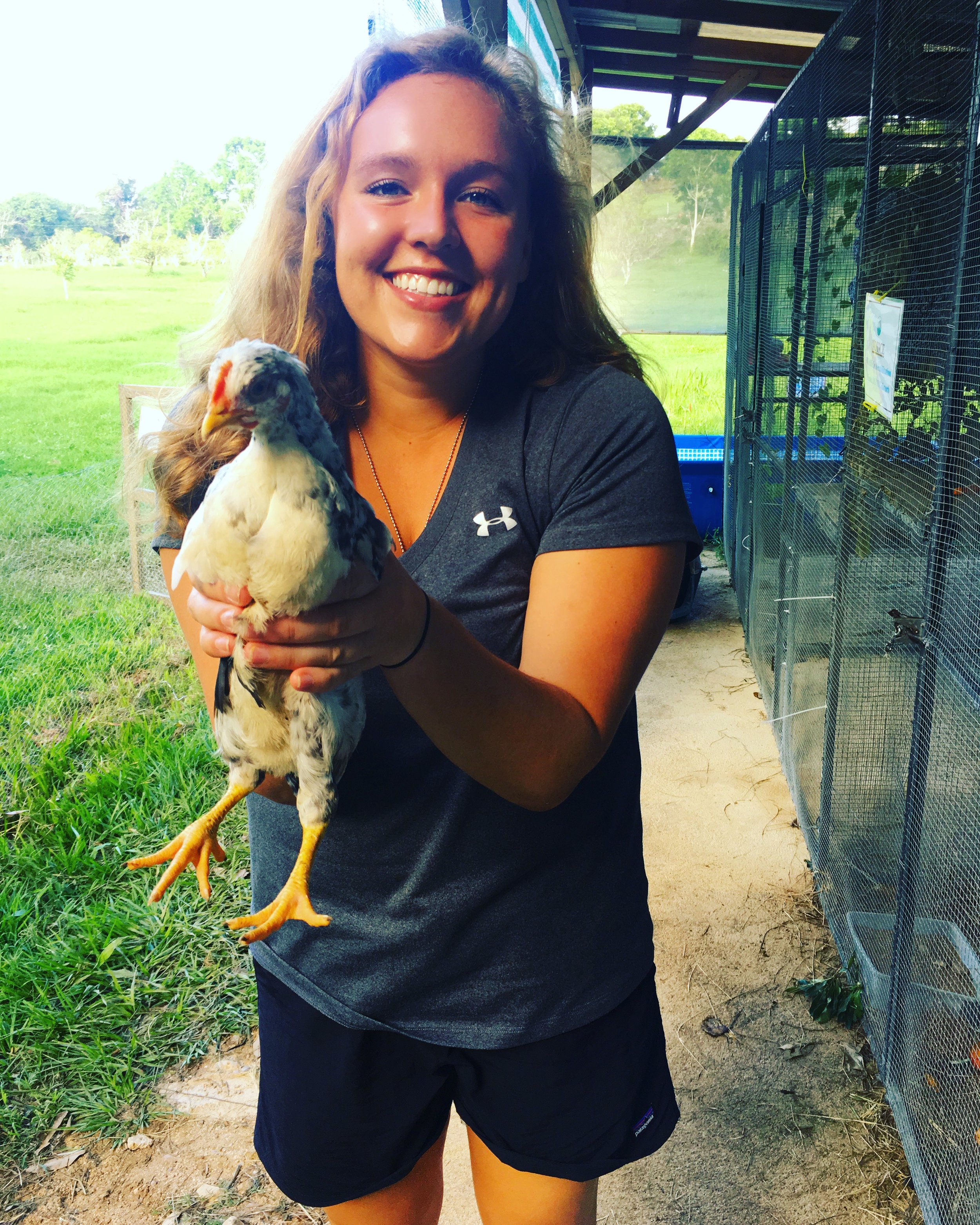 Part of my duties included wrangling the chickens before closing the clinic each night. If we left the chickens out, they would be attacked by a Puma at night.