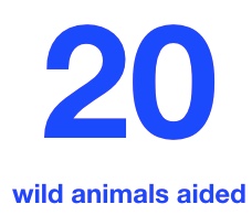 wildlife.jpeg