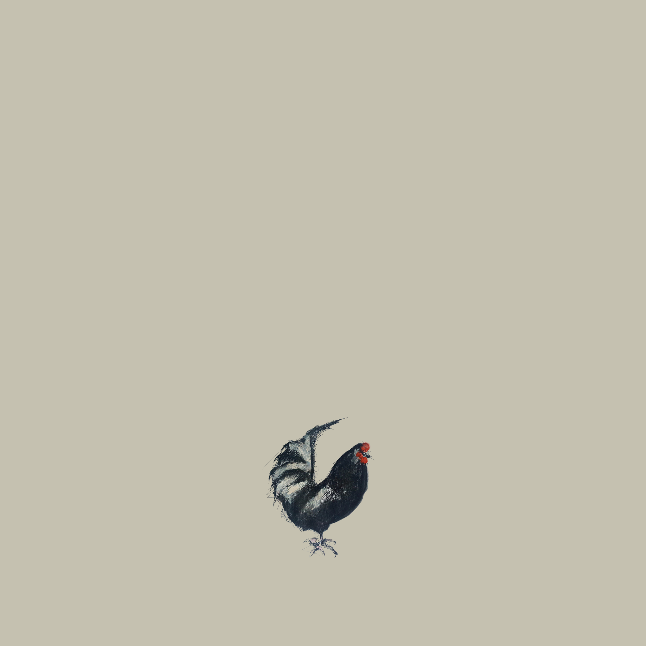 Rooster Image1.png