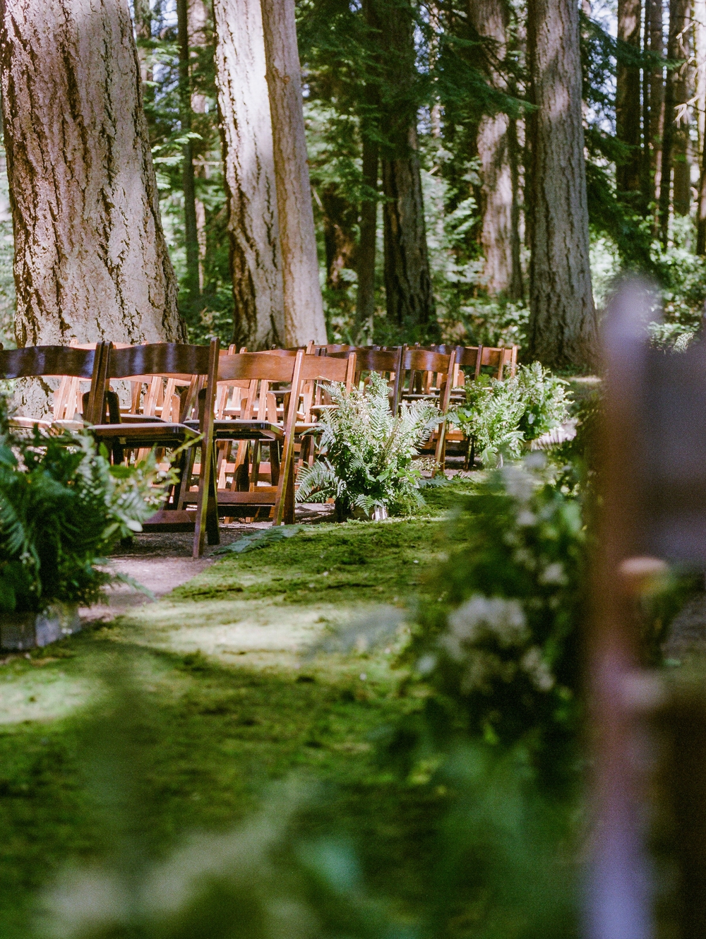  wedding aisle in woods with fern accents and moss aisle 