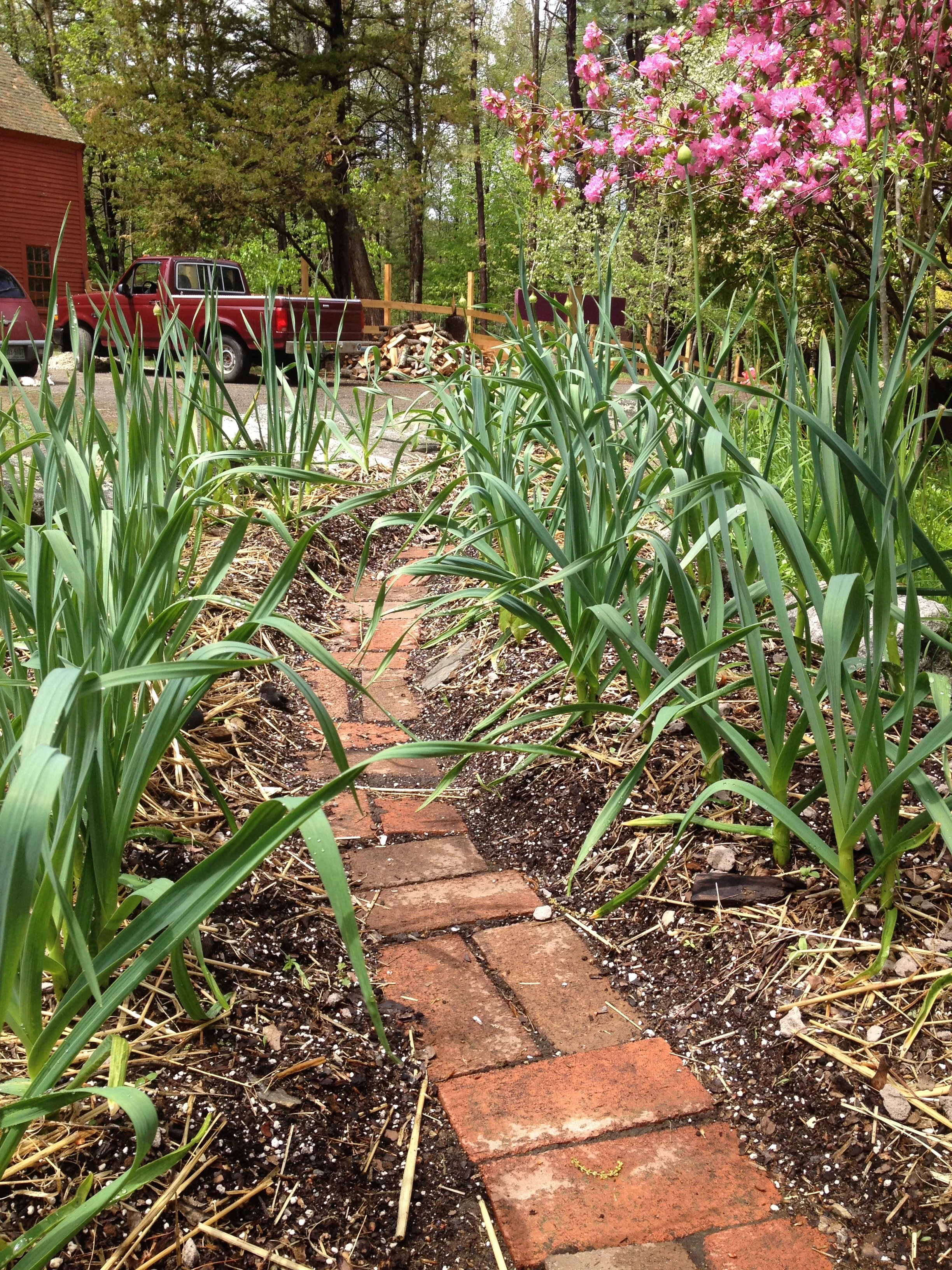 Edible Landscaping