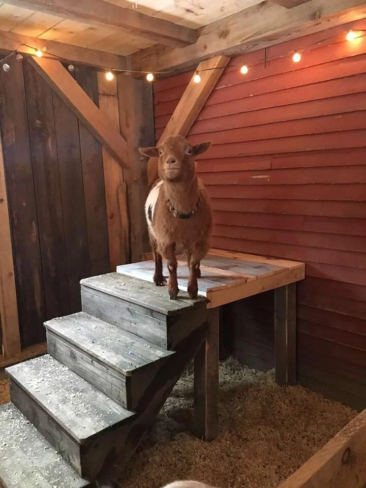 Olaf says thank you to the young women of Soul Models who built this platform with reclaimed materials, teamwork and a little bit of elbow grease.