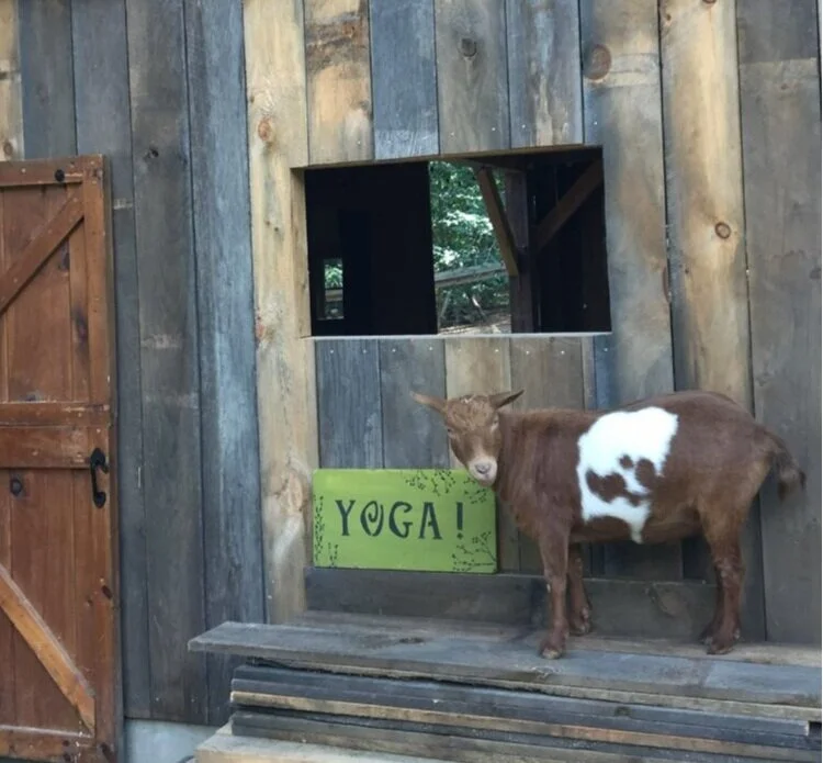 Yoga Rates — Shilo Farm