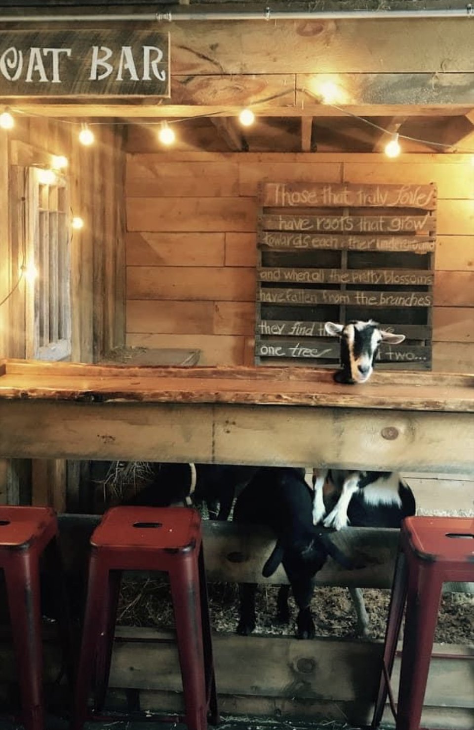 Grab a tea, a glass of wine, a beer or a mocktail and sidle on up to our Goat "Bar".