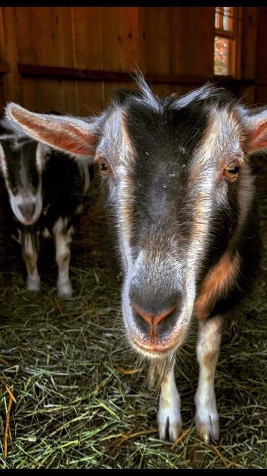 VISIT OUR SWEET HERD OF FIVE NIGERIAN DWARF GOATS....