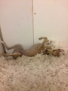 Otis chilling out!
