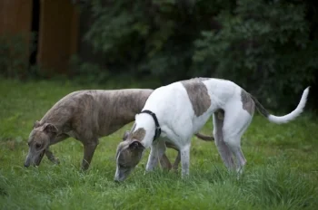 Pandora & Apollo