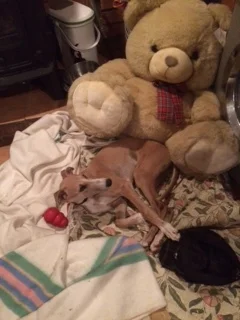 Love My Teddy!
