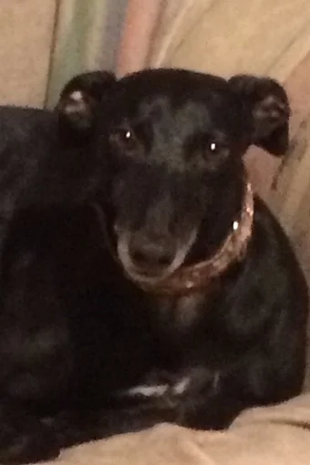 Little Willow xx