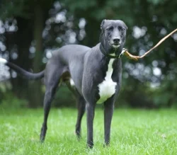 Max standing proud! x